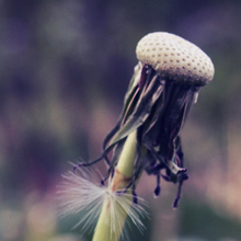 Wallpaper - dandelion fragment