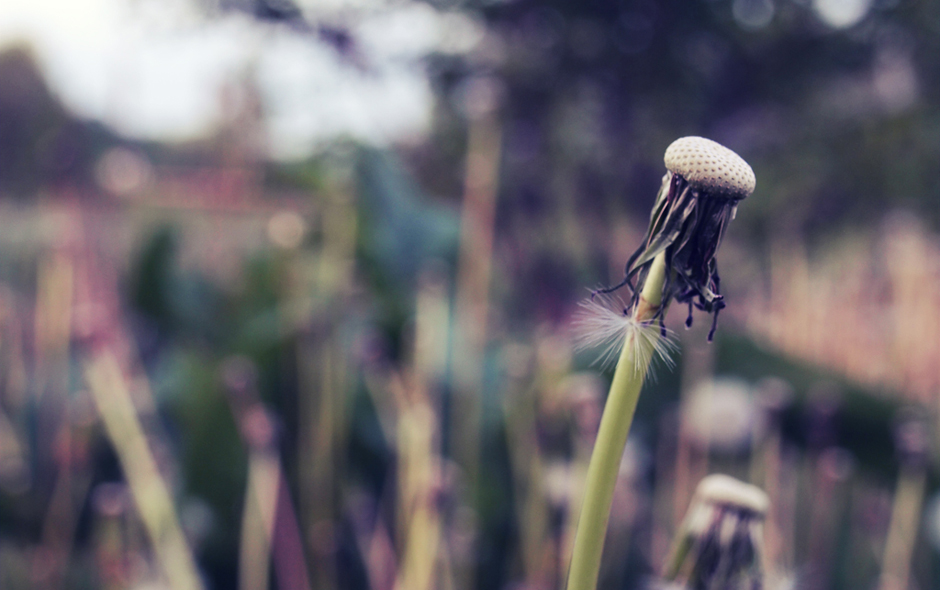 Wallpaper - dandelion