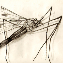 Mosquito - drawing