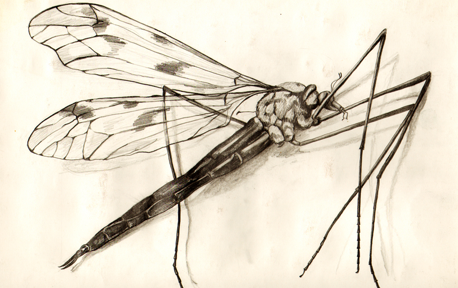 mosquito