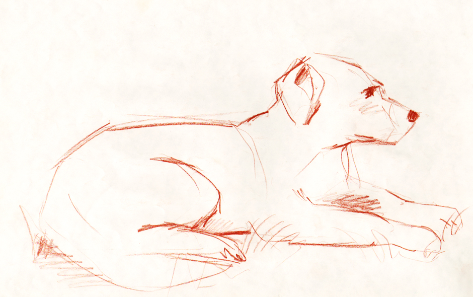 Sketches of animals - dog